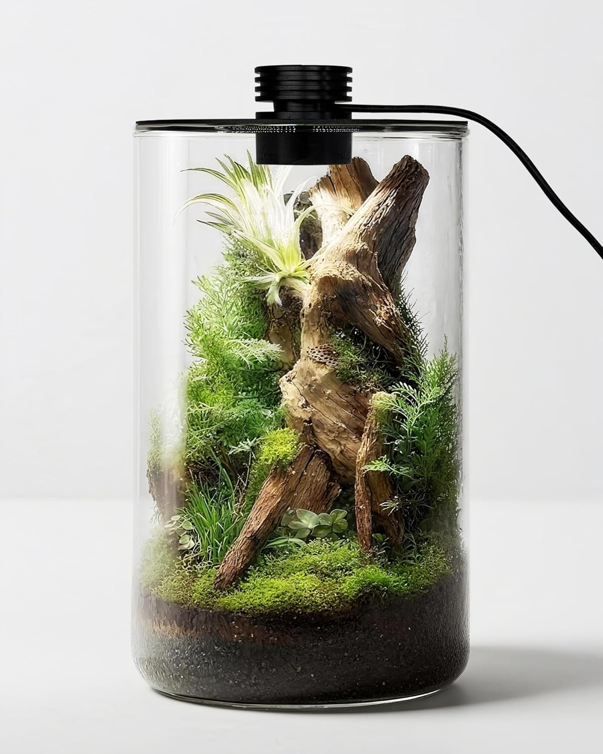 Betta Fish Tank - Terrario in vetro da interno con