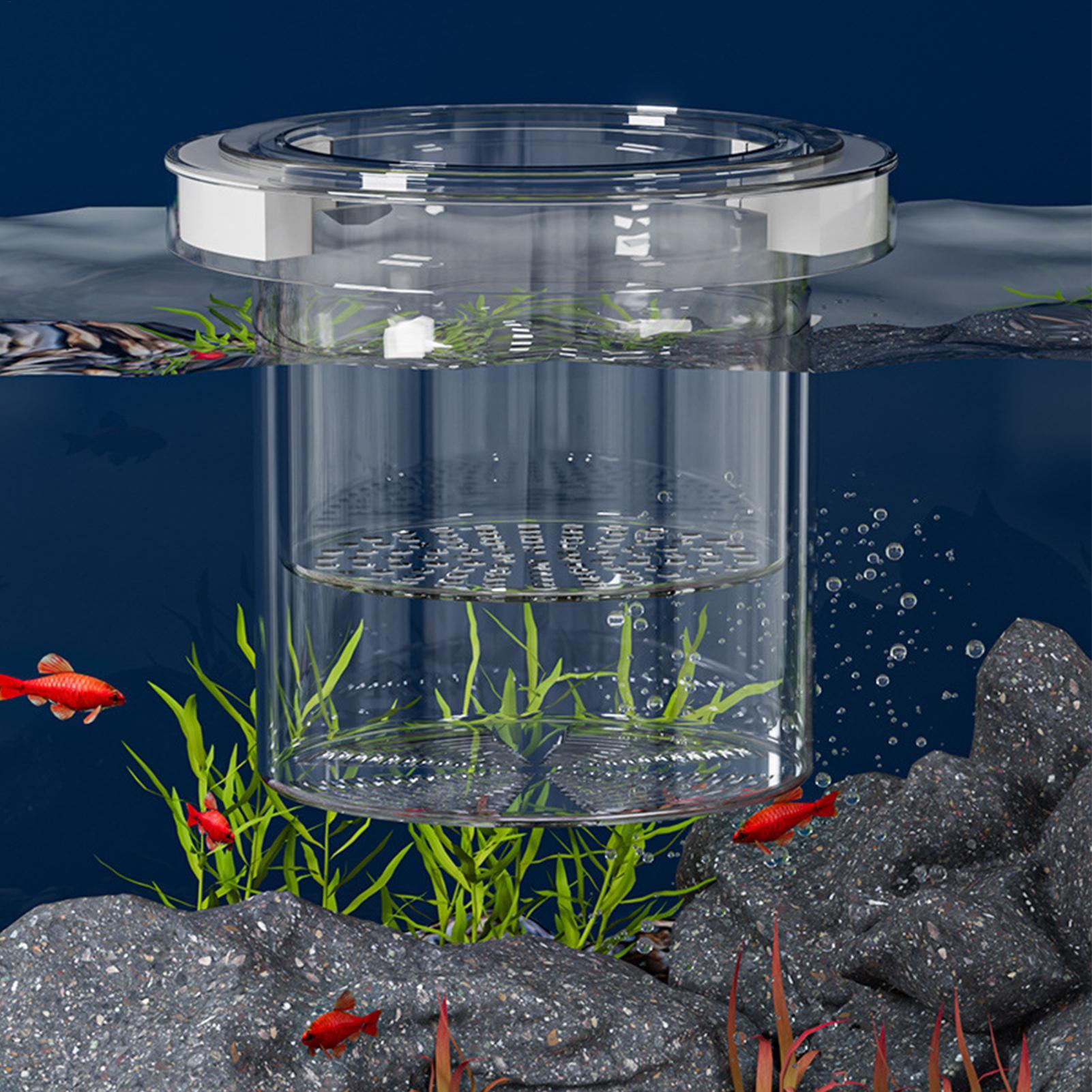 Scatola di Isolamento Galleggi - Betta Fish Tank recensione e prezzo