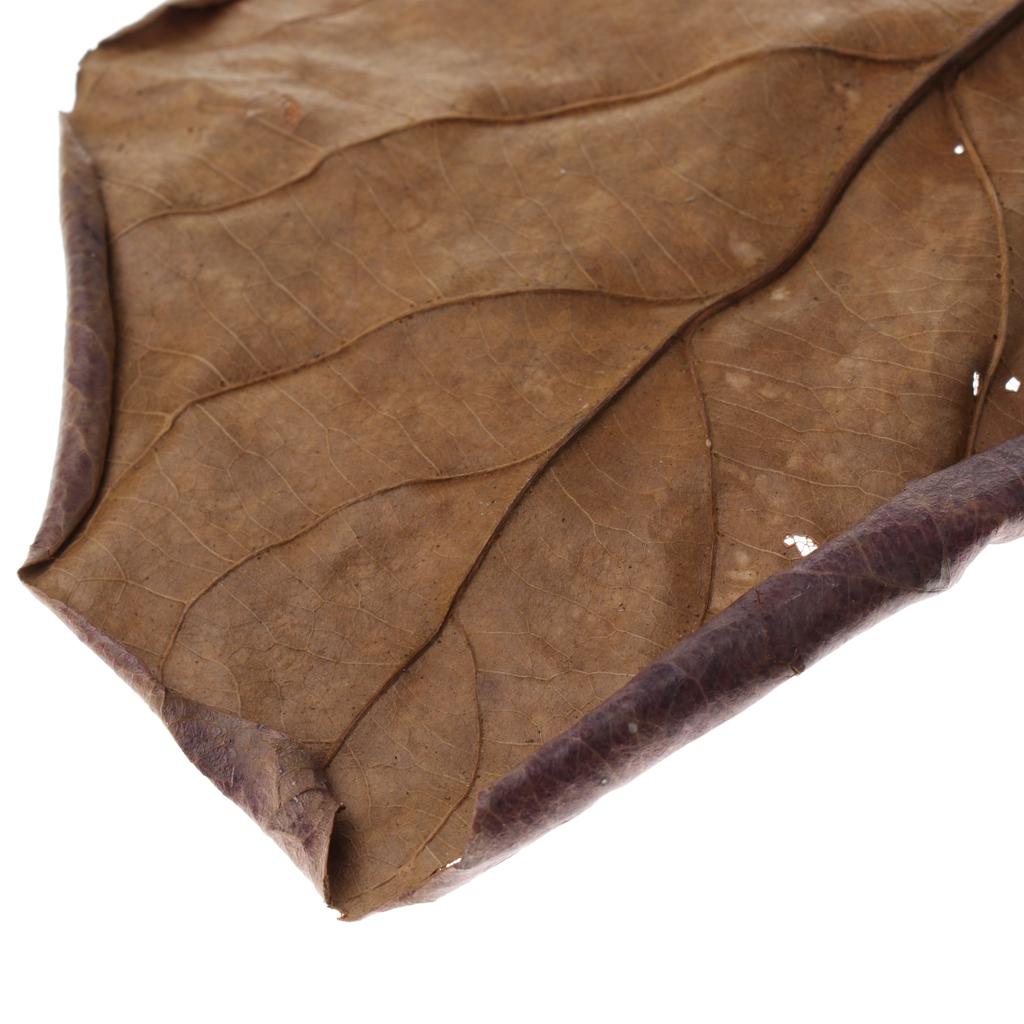 Foglie di Mandorlo Indiano per - Betta Fish Tank recensione e prezzo
