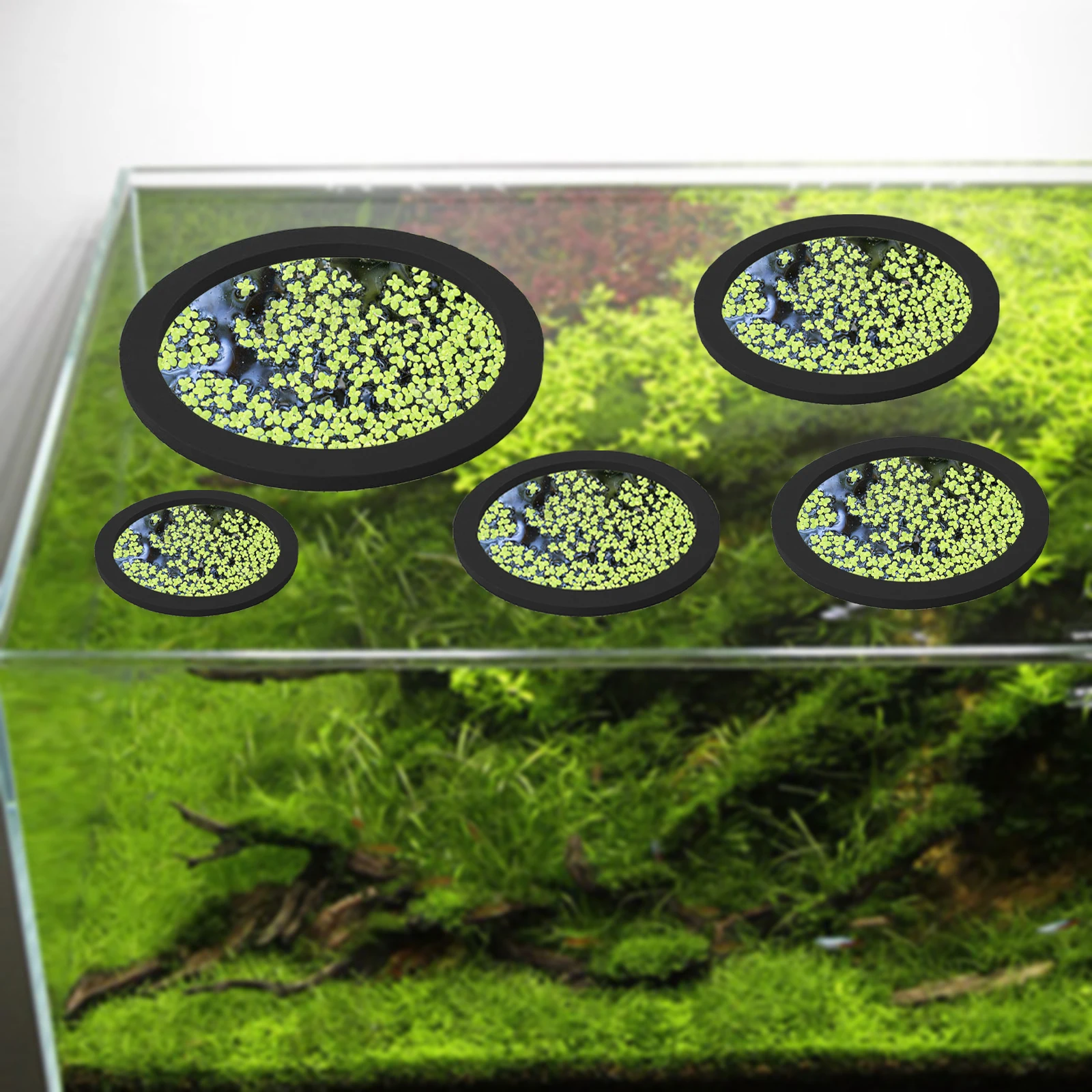 5 pz EVA Anello di Alimentazio - Aquarium Plants recensione e prezzo