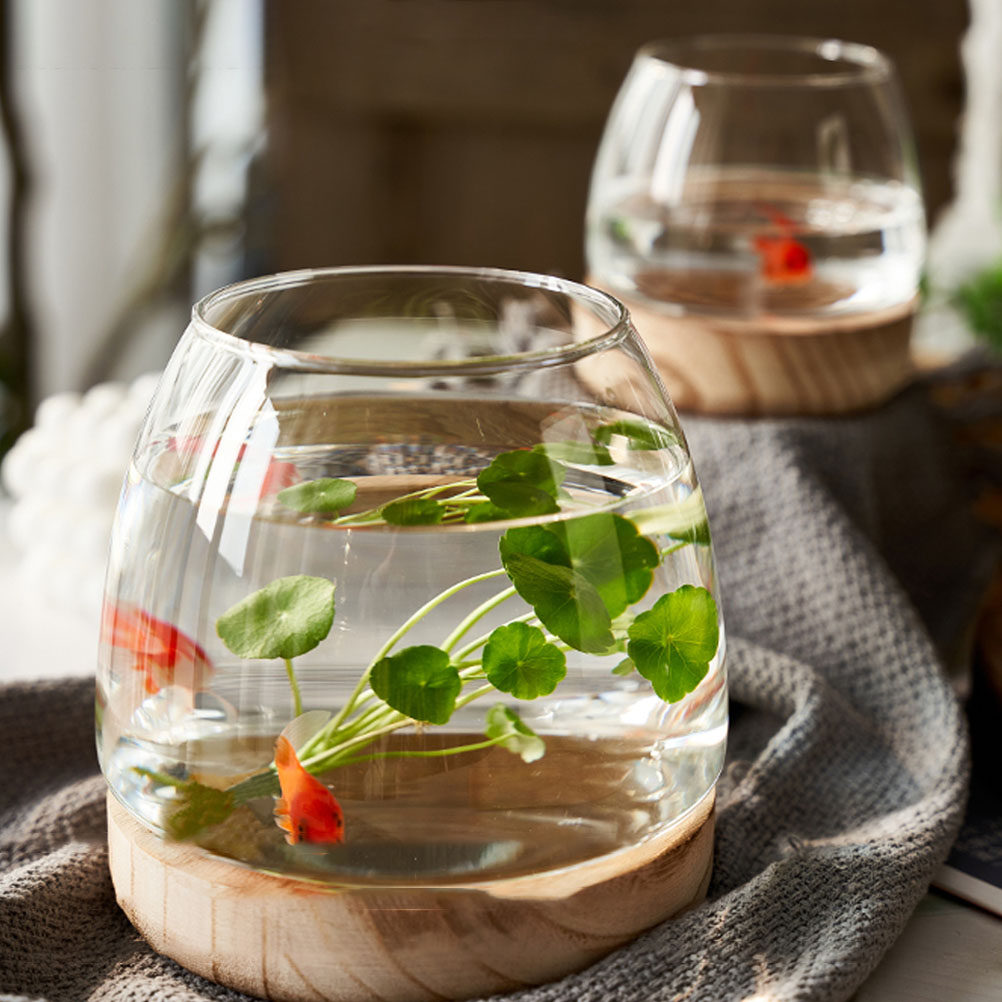1 set di terrario idroponico i - Aquarium Plants recensione e prezzo